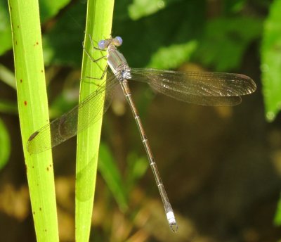 Great Spreadwing