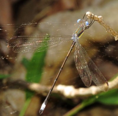 Great Spreadwing