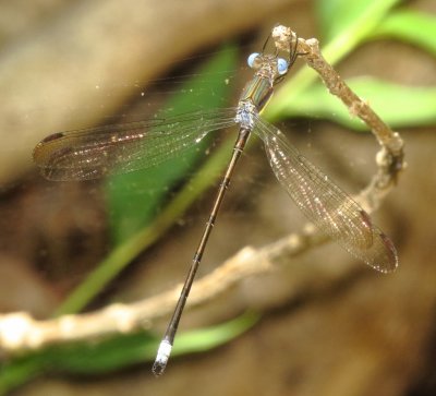 Great Spreadwing