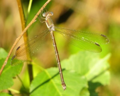 Great Spreadwing