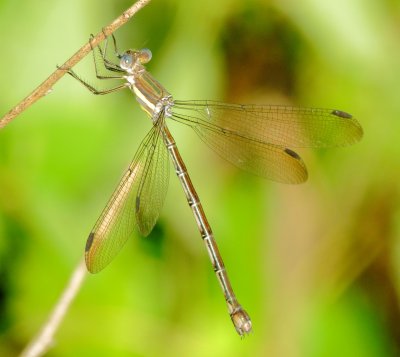 Great Spreadwing