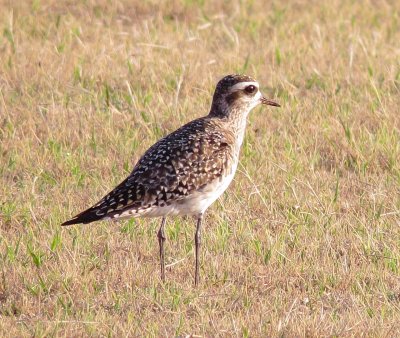 American Golden Plover