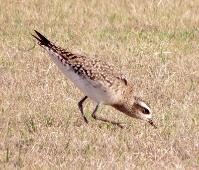 American Golden Plover