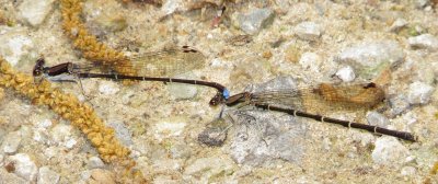 Blue-Tipped Dancer