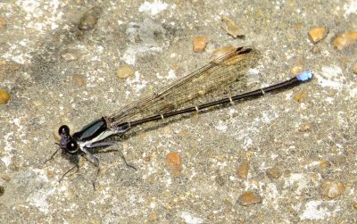 Blue-Tipped Dancer