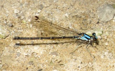 Blue-Tipped Dancer