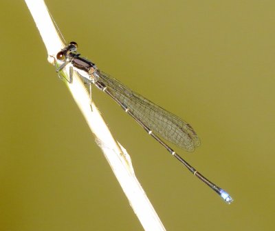 Blue-Tipped Dancer