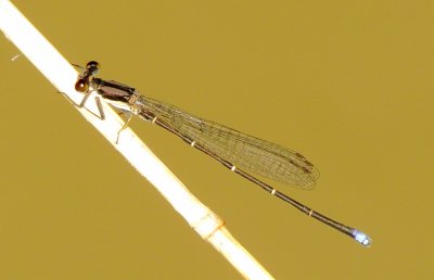 Blue-Tipped Dancer