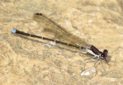 Blue-Tipped Dancer