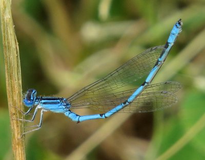 Double-Striped Bluet