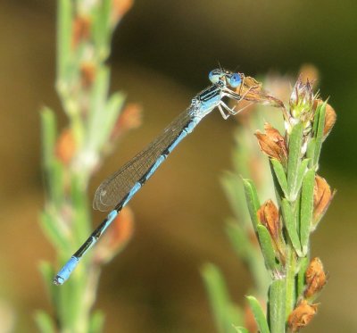 Double-Striped Bluet