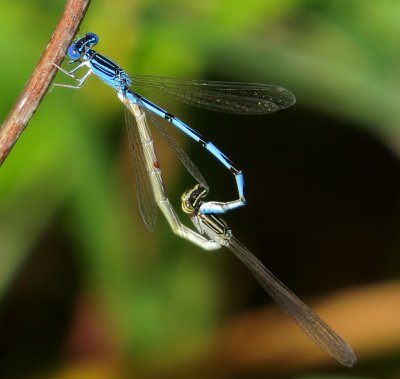 Double-Striped Bluet