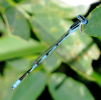 Double-Striped Bluet