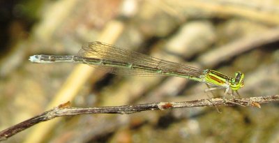 Stream Bluet
