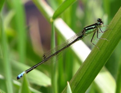 Eastern Forktail