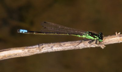 Eastern Forktail