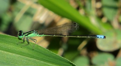 Eastern Forktail