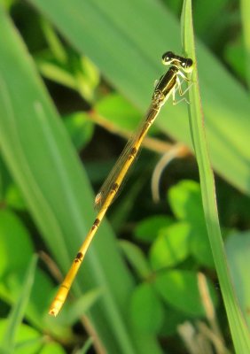 Citrine Forktail