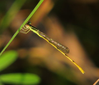Citrine Forktail