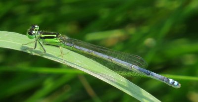 Eastern Forktail