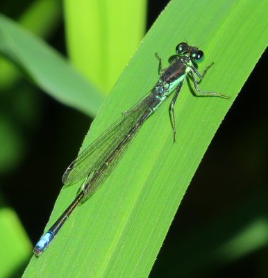 Black-Fronted Forktail