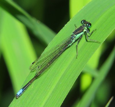 Black-Fronted Forktail