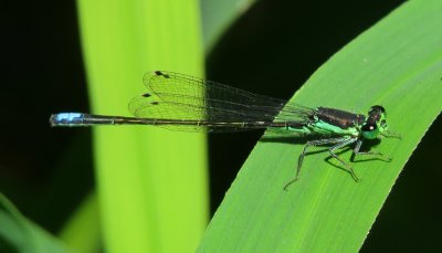 Black-Fronted Forktail