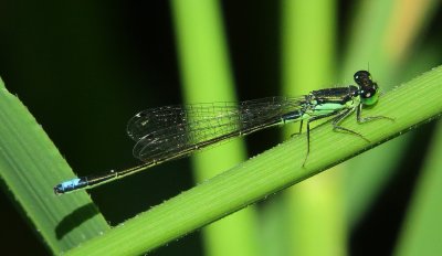 Black-Fronted Forktail
