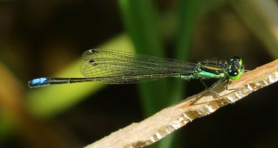 Black-Fronted Forktail