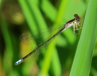Black-Fronted Forktail