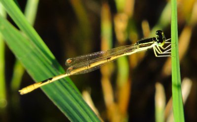 Citrine Forktail