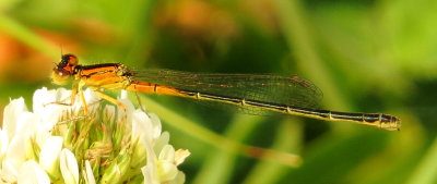 Eastern Forktail