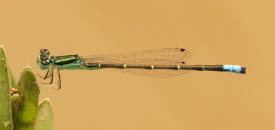 Mexican/Western Forktail
