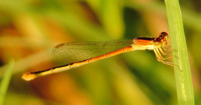 Citrine Forktail