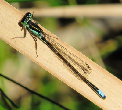 Black-Fronted Forktail