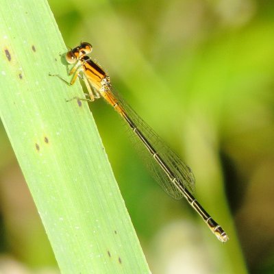 Eastern Forktail