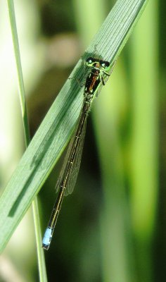 Eastern Forktail