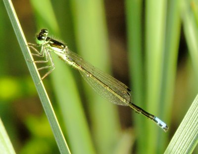 Eastern Forktail