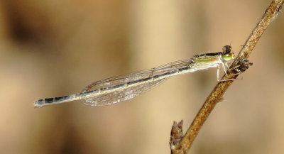 Citrine Forktail