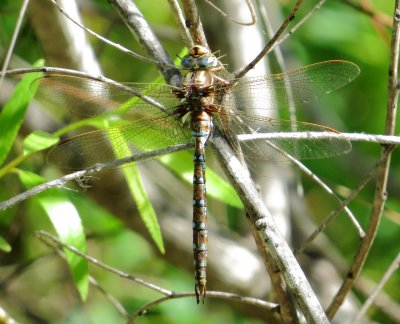 Springtime Darner