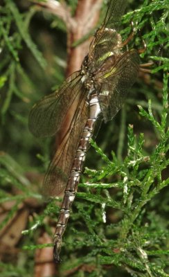 Shadow Darner