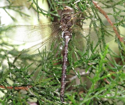 Shadow Darner