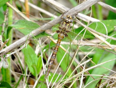 Springtime Darner