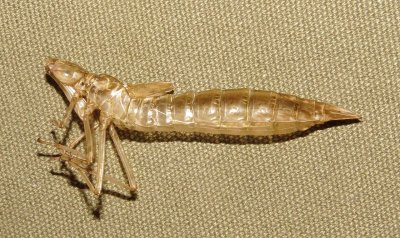 Comet Darner