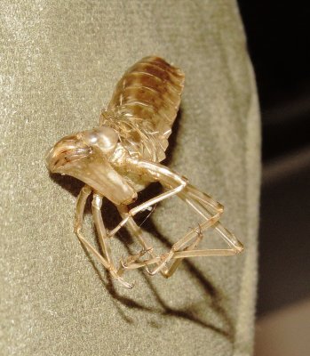Comet Darner