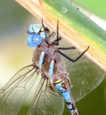 Blue-Eyed Darner