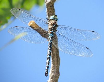 Paddle-Tailed Darner