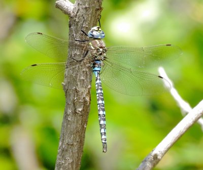 Paddle-Tailed Darner