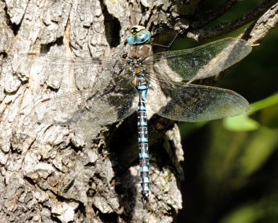 Variable Darner