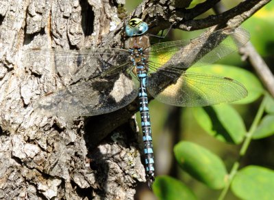 Variable Darner